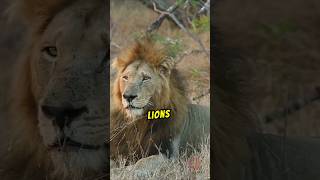 The lion movie clipviralshort [upl. by Eugenie578]