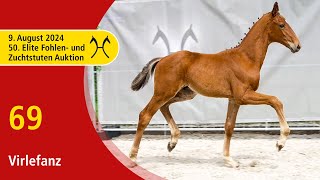 50th Elite Foal and BroodmareAuction  Aug 9th  No 69 Virlefanz by Von Und Zu  Don Larino [upl. by Aylsworth]