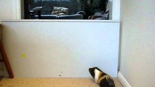 Oscar the Guinea Pig Jumping 2 ft high fence [upl. by Niwdla]