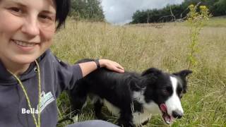 All you need to know about Border Collies [upl. by Gibe]