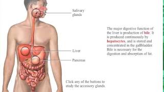 Accessory Organs of the Digestive System [upl. by Adnilak]