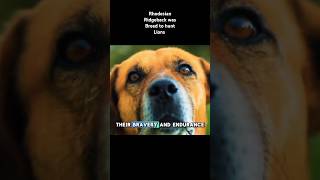 Rhodesian Ridgeback was Breed to hunt lions lion rhodesianridgeback shortsvideo shorts [upl. by Faxon909]