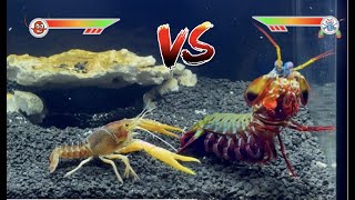 Mantis Shrimp VS Giant Crawfish [upl. by Yenduhc]