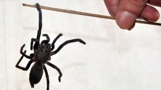 Giant Swarming Spiders Attack Villages in Northern India Leaving Two Dead [upl. by Nevada]