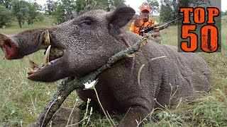 TOP 50 YABAN DOMUZU AVI UNUTULMAZ SAHNELER AMAZING WILD BOAR HUNTS CHASSE AU SANGLIER HOG HUNTS [upl. by Oinolopa]