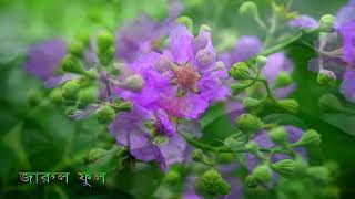 Lagerstroemia Speciosa [upl. by Reidar]