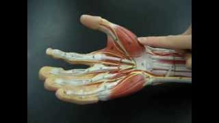 Muscles of the Hand [upl. by Irod]