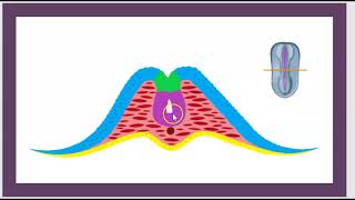 Le Tube neural TN La Crête Neurale Le Syndrome de DiGeaorge Francais Neurocristopathie Waardenburg [upl. by Attennot]