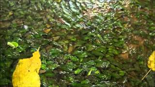 Cryptocoryne keei DIscoveryPlanet [upl. by Eddi286]