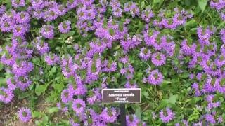 Mealycup Sage Scaevola Aemula Fancy Goodeniaceae [upl. by Eerdna]