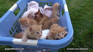 2017 Edition Basket of 11 Meowing Kittens [upl. by Ingunna]