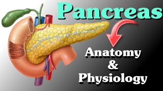 Pancreas Anatomy and Physiology in Hindi ll Structure and Functions [upl. by Aliakam]