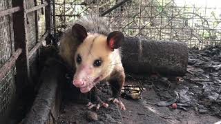 Up close and personal with an OpossumManicou [upl. by Rosmunda]