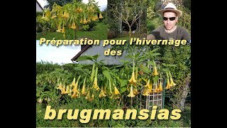 Méthode pour bien hiverner le Brugmansia [upl. by Bremen]