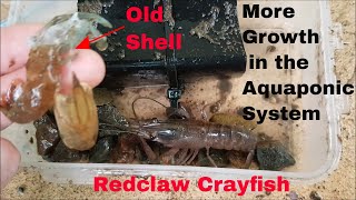 Crayfish in Aquaponics Growing Redclaw Crayfish in Aquaponic Systems [upl. by Htebazil244]