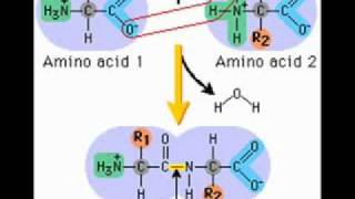 Introduction to Proteins [upl. by Annij779]