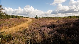 Op wandel in De Maten tussen Diepenbeek en Genk [upl. by Ahsai]