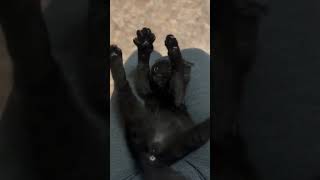 My cat loves it when I massage him this way  Cats therapy [upl. by Mraz]