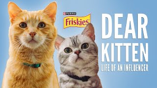 Dear Kitten Day In The Life Of An Influencer  Presented By Friskies amp BuzzFeed [upl. by Lleoj]