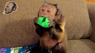 Capuchin Monkey Freaks Over Silly Putty [upl. by Dorlisa]