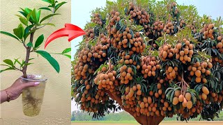 Simple technique for propagating sapodilla plants at home at a cost of 0 [upl. by Aicemat895]