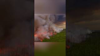 Firefighters Fight Wildfires with Fire 😯 [upl. by Anoj]