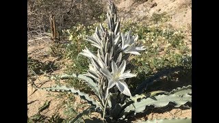 Hesperocallis undulata desert lily [upl. by Modnarb]