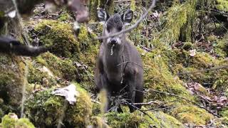 I Interrupted This Tufted Deers Snack [upl. by Ethelred]