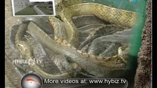 Nehru Zoological Park Hyderabad  Places to Visit in Hyderabad  Telangana Tourism  Hybiz TV [upl. by Nevil573]