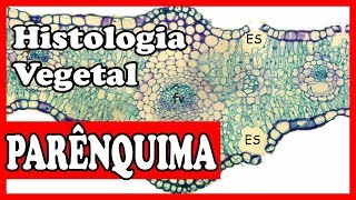 Parênquima esclerênquima e colênquima Histologia vegetal tecidos vegetais aula 2 [upl. by Natfa742]