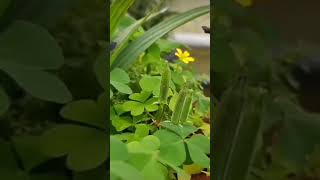 why oxalis plants fire their seeds oxalis plantsamazing science biology flora faunaviral [upl. by Ajay]