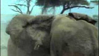 African elephant video Loxodonta africana 29 [upl. by Suaeddaht309]