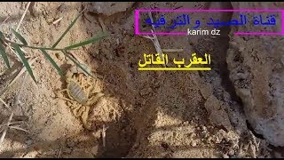 اخطر عقرب في العالم Scorpions [upl. by Annodam]