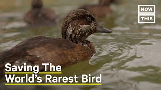 Rare Pochard Duck Saved From Extinction [upl. by Yliak]