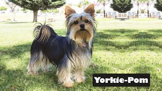 Yorkie Pom every think you need to know before buying  Yorkshire Terrier Pomeranian Mix [upl. by Jocelin]