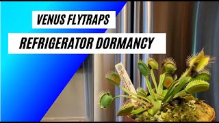 Venus Flytrap Care  Refrigerator Dormancy Method [upl. by Sandler]