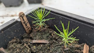 Growing Douglas Fir From Seed [upl. by Ayahs711]