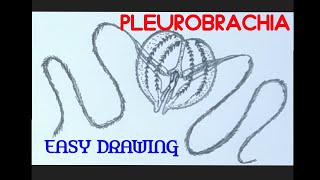 How to draw pleurobrachia easily [upl. by Armillia]