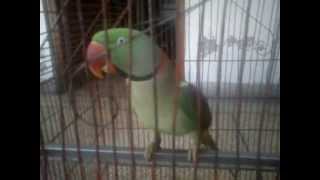 talking parrot for sale [upl. by Oiluj]