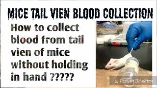 Blood sampling from tail vien of mouse Research Technique [upl. by Okika782]