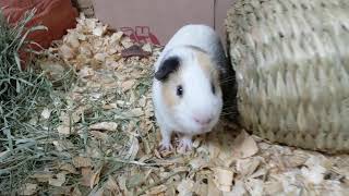 Guinea Pig Morning Check Up [upl. by Anoi]