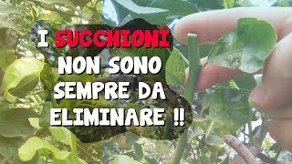 I SUCCHIONI NON SONO SEMPRE DA ELIMINARE [upl. by Adnoyek]