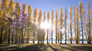 Poplar trees on Wanakas lakefront in autumn [upl. by Nnaacissej238]