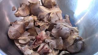 Sheepshead Mushroom Preparing and Storing [upl. by Beisel]