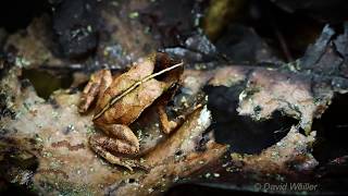 Can you Spot This Leaf Litter Mimic Toad [upl. by Bethezel758]