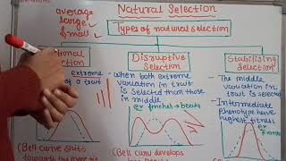 natural selection easy explanation class 12 biology [upl. by Barrett]