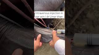 Intravenous injection in ear vein l dr Umar khan [upl. by Cindee]