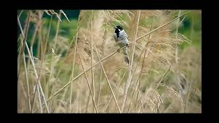 Wren blackcap Sedge warbler reed bunting house sparrow [upl. by Sturdivant964]