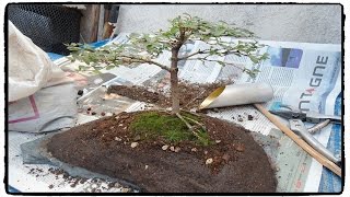 Aprende a trasplantar un Bonsai sobre una piedra paso a paso MUY FÁCIL [upl. by Aural939]