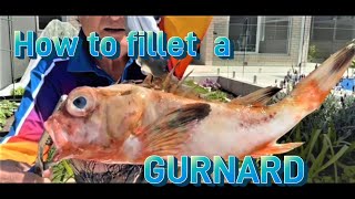 HOW TO FILLET A GURNARD EASILY [upl. by Ardnama]